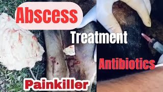 abscess ll abscess treatment at home  abscess in cow  abscess treatment  abscess [upl. by Annawit837]