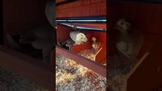 Roosting chickens homesteading [upl. by Now]