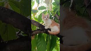 CUTE CATshorts cat kitten catlover cute kucinglucu funny youtubeshorts meows cutecat meo [upl. by Joub822]