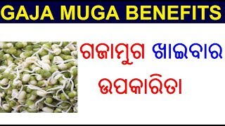 ଗଜାମୁଗ ର ୯ ଟି ଔଷଧୀୟ ଗୁଣ  Gajamuga ra upakarita Odia  Gajamuga benefits in Odia  ODIA HEALTH TIPS [upl. by Nylissej]