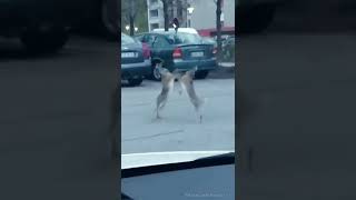 Viral Video Shows Hare Fight In The Middle Of A Road Internet Amused [upl. by Peta227]