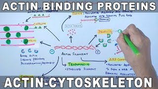 Accessory Proteins of Actin Cytoskeleton  Actin Binding Proteins [upl. by Eseilanna]