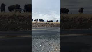 Bison come to visit the flower farm bison 🦬 buffalo pnw wildlife americanbison buffaloed [upl. by Redyr]