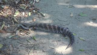 AwA Australian Eastern Blue Tongue Lizard Skink Tiliqua scincoides [upl. by Binette660]