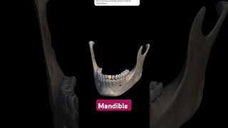 Mandible bonesnursingnursingeducation nursingschoolskeletonfacilaxisnursingschool anatomy [upl. by Hbahsur174]