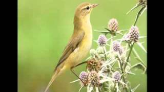 Getting to grips with warblers 1 Chiffchaff Vs Willow Warbler [upl. by Elleniad]