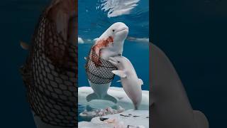 Touching video Baby dolphin seeks sailors help to rescue injured mother trapped in netdolphins [upl. by Icul]