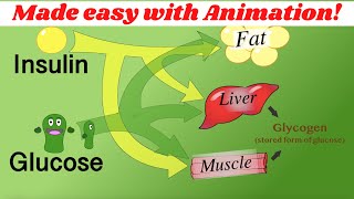 Insulin glucagon amp glycogen regulation Made simple with animation [upl. by Anida]