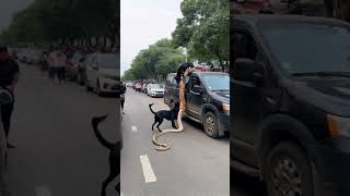 Two dogs discovered a python crawling into a car [upl. by Tuchman]