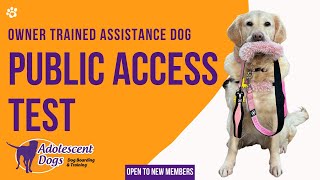 Assistance Dog Public Access Test with Adolescent Dogs [upl. by Magna]