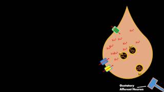 Salty Taste Gustatory cell Physiology RELEASES SEROTONIN not ATP [upl. by Lamek]