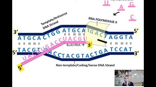 Gene Expression Unit Transcription [upl. by Rol]