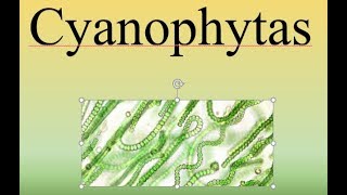 CyanophytasBIOPEDIA [upl. by Godspeed587]