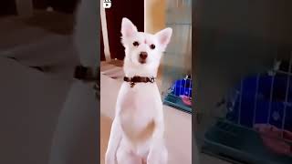 Dog Video for Dogs to watch barking  sweetyrana shallurana funnydog petlover doggyvlogstrend [upl. by Hannus]