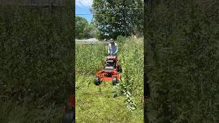 TOWERING 7foot grass is SWALLOWING this house whole – NO ONE had a CLUE what to do [upl. by Ardnac]