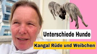 Kangal Welpen  Unterschiede Rüde vs Weibchen [upl. by Siol]