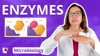 Enzymes  Metabolism Microbiology for Nursing School amp Health Fields  LevelUpRN [upl. by Niram997]