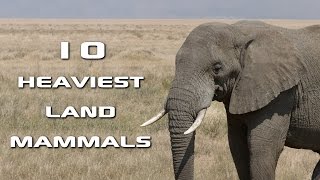 Top 10 Heaviest Land Mammals on Earth Creature Countdown  FreeSchool [upl. by Otnicaj]