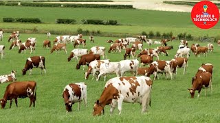 WONDERFUL AYRSHIRE AND SHORTHORN COW DAIRY FARM MODERN TECHNOLOGY CATTLE FARMING COW DAIRY FARMING [upl. by Aziza895]