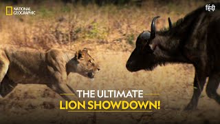 The Ultimate Lion Showdown  Lion Battle Zone  Full Episode  National Geographic [upl. by Eislel959]