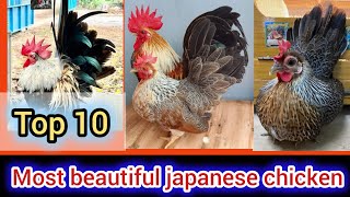 Top 10 most beautiful japanese bantam chicken colors  japanese bantam chicken price in Bangladesh [upl. by Dione771]