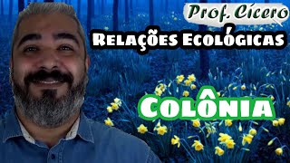 O que é Colônia  Relação Ecológica [upl. by Cook843]