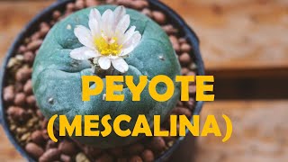 Entendiendo las drogas Peyote mescalina [upl. by Aihsenat]