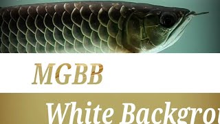 Malaysian Golden Arowana  MGBB  Malaysian Golden Blue Base Arowana  White Background  7 Months [upl. by Beatrisa504]