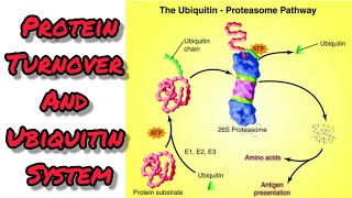 Protein turnover and Ubiquitinproteasome system [upl. by Edwards]