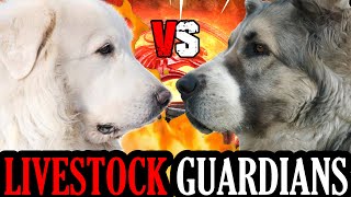 Great Pyrenees vs Central Asian Shepherd  Alabai vs Great Pyrenees  Powerful Dog  Billa Boyka [upl. by Peacock]