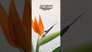 Strelizia reginae Blüte SpringOnShorts [upl. by Audres440]