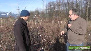 Winterschneeball  Standort Schnitt und Blüten Viburnum bodnantense [upl. by Hassett590]