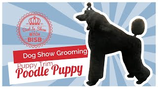 Dog Show Grooming How to Groom a Poodle Puppy [upl. by Edee]