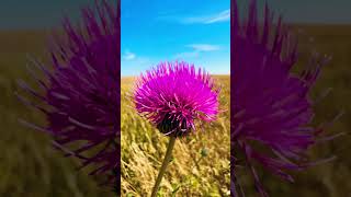 Invasive Canada thistle [upl. by Yrrap120]