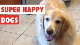 Super Happy Dogs  Funny Dog Video Compilation 2017 [upl. by Eninnaej]