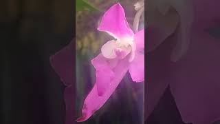 Laelia Autumnalis [upl. by Ennoirb833]