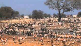 Namibia safari highlights Skeleton Coast Namib Naukluft and Etosha National park [upl. by Brenna]