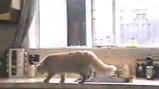 Cat behavior problem solution the ssscat [upl. by Cordle]