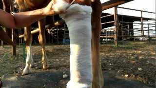 How To Bandage Leg Wound For Management  PF Wonder Salve [upl. by Raymond]