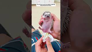 The girl tries to save the newborn hedgehog from suffocation hedgehog babyhedgehog short [upl. by Akeinahs409]