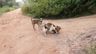 Summer Season In Rural Village Labrador Retriever Vs Golden Retriever Golden Retriever Dogs [upl. by Gillett494]