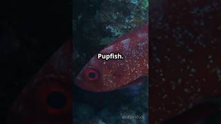 Coelacanth VS Devils Hole Pupfish who wins  Comment below and subscribe🔔for more ai trending [upl. by Eittol628]