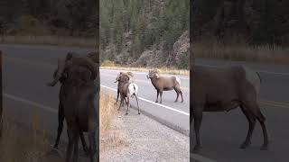 Big Horn Rams Butting Heads [upl. by Ejrog746]