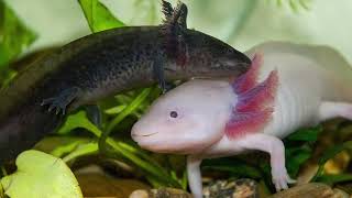 The Evolution of Axolotls Past Present and Future [upl. by Ordnas]