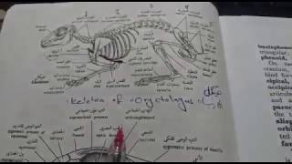 هيكل الأرنب منظر بطني وظهري للجمجمة Skeleton of the rabbit  Dorsal and Ventral view of Skull [upl. by Hakim]