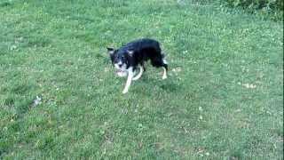 The intense focus of a border collie [upl. by Idnor]