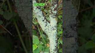 Lichen lichen plantscience4u [upl. by Rothenberg]