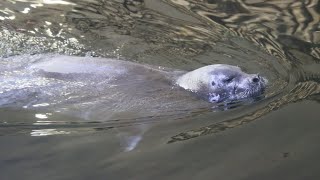 Phoque Barbu amp Phoques Annelé  Bearded Seal amp Ringed Seals  Oceanopolis Brest [upl. by Jilli603]