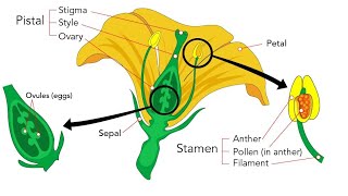 Reproduction in plants  Sexual reproduction Plants  parts of flower  whorls of flower [upl. by Cordier]