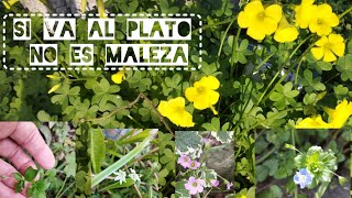 No es llegar y sacar todo Dejá un acolchado vivo de plantas silvestres comestibles o medicinales [upl. by Denton]